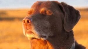dogmeme